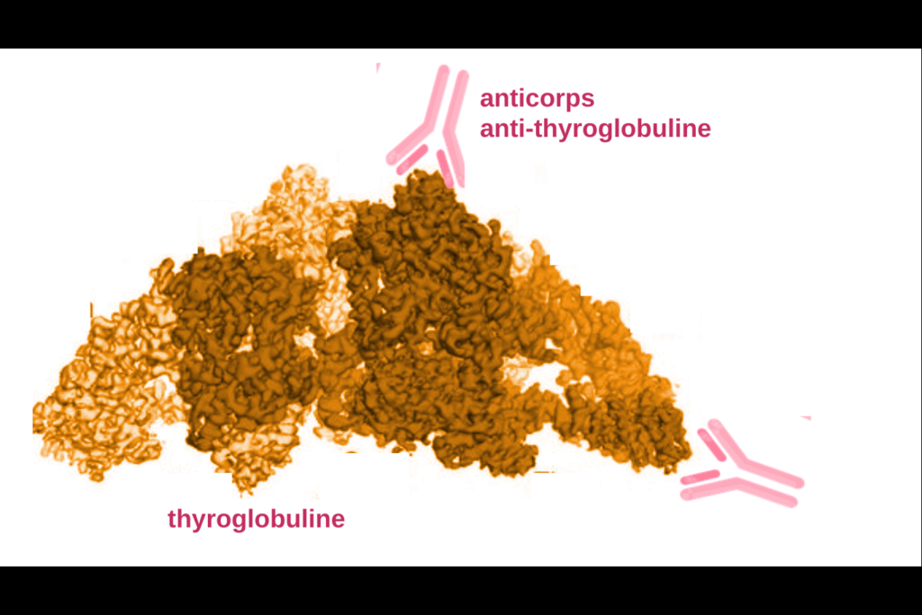anticorp anti thyroglobuline eleve epitope