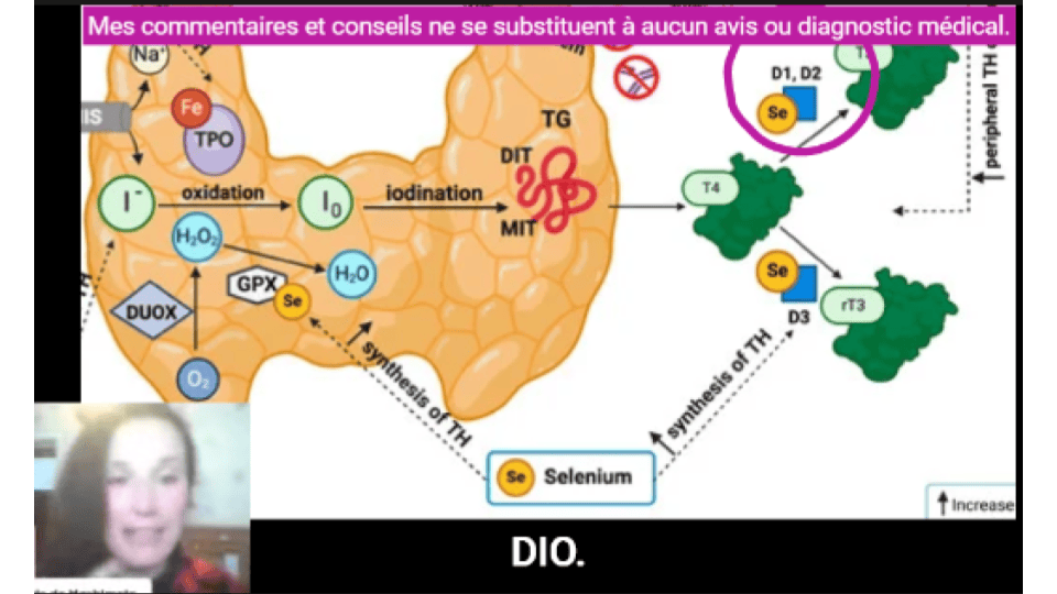 Les enzymes D1 et D2 codées par les gènes DIO1 et DIO2 convertissent la T4 en T3.