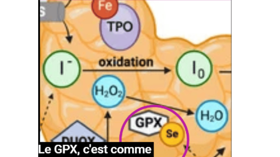 La GPX est une sélénoprotéine importante de la thyroïde.