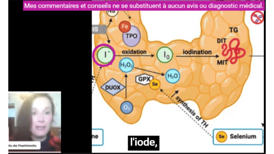 La thyroïde a pour fonction d'oxyder l'iode pour l'ajouter sur la thyroglobuline.