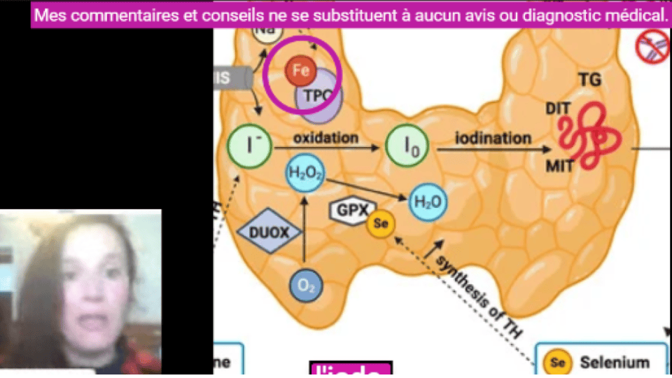 Le fer est aussi un minéral essentiel au fonctionnement de la thyroïde. Il constitue la thyroperoxydase - TPO. Cette protéine est en charge de l'oxydation de l'iode.