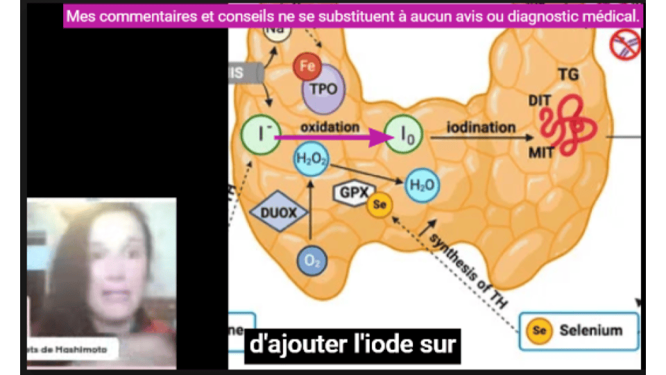 La TPO permet d'ajouter l'iode sur la thyroglobuline