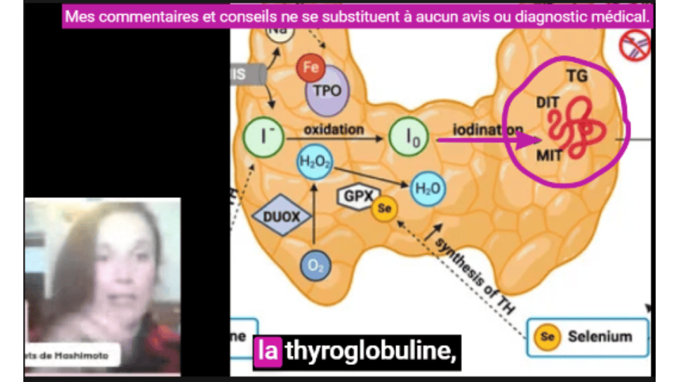 L'iode oxydé est ensuite ajoutée sur la thyroglobuline pour contribuer a accroitre la taille de cette macroprotéine.