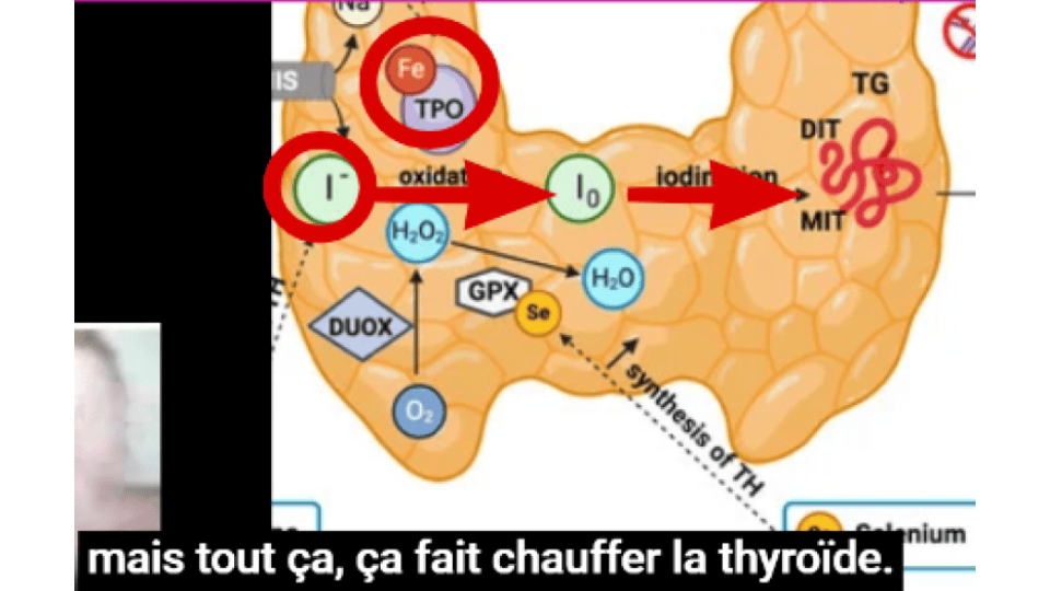 Lors du fonctionnement de la thyroïde, des réactifs oxydants puissants sont synthétisés H2O2.