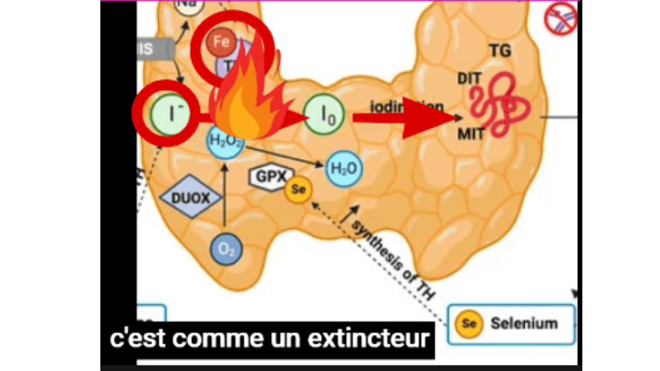 Le H2O2 utile pour l'oxydation de l'iode doit rapidement être transformer en eau (H2O) pour éviter la surchauffe.