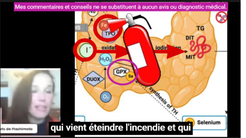 La GPX agit comme un extincteur vis à vis de l'oxydation à l'oeuvre dans la thyroïde.