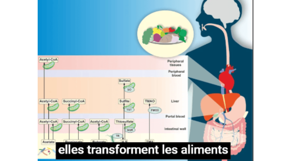 Le microbiote se nourrit de nos aliments et rejette des métabolites. Ces métabolites sont à leur tour l'alimentation d'autres types de bactéries et ainsi de suite.