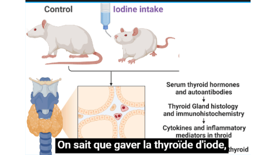 Hashimoto-maladie-dans cet article scientifique, la thyroïdite de Hashimoto est déclenchée chez les souris via une supplémentation d'iode