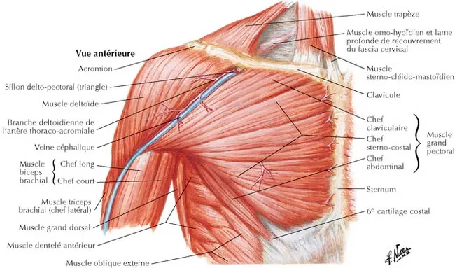 noms médicaux des muscles et tendons