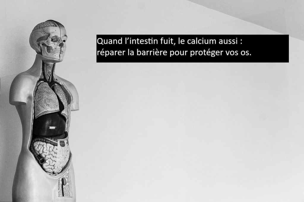 Mannequin anatomique montrant les organes internes pour représenter l’intestin et le métabolisme du calcium.